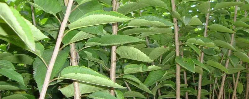 網(wǎng)上買的櫻桃苗能結(jié)果嗎？靠譜嗎？怎么上盆？